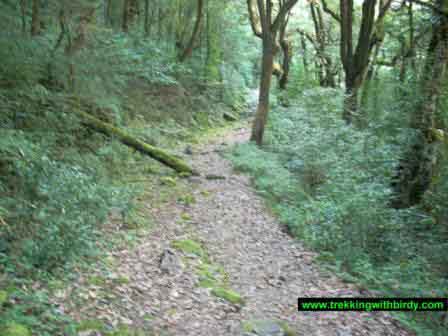 Chopta